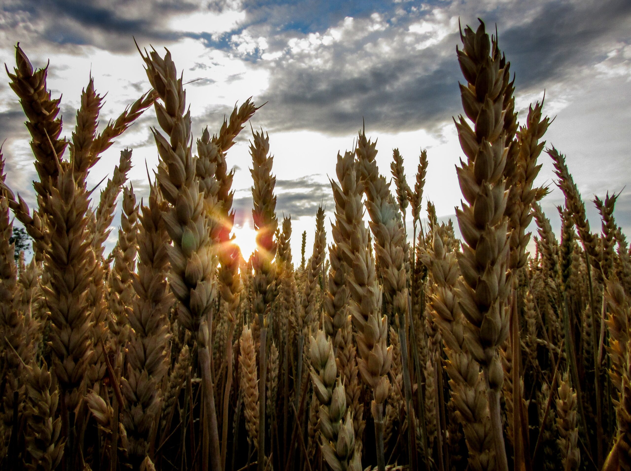 Prognozy COCERAL dotyczące zbóż dla roku 2021 i 2022